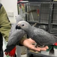 African Grey Hornbill Birds for sale in United Kingdom Dr, Austin, TX 78748, USA. price: NA