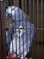 African Grey Hornbill Birds for sale in Phelan, California. price: $1,100