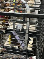 African Grey Hornbill Birds for sale in Dearborn, Michigan. price: $3,000