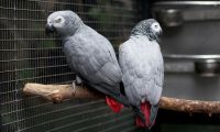African Grey Parrot Birds for sale in Boydton, VA 23917, USA. price: NA
