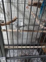 African Grey Parrot Birds for sale in Parlin, NJ 08859, USA. price: NA