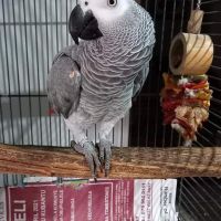 African Grey Parrot Birds for sale in Los Angeles, CA, USA. price: NA
