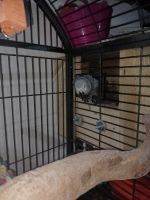 African Grey Parrot Birds for sale in Parlin, NJ 08859, USA. price: NA