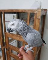 African Grey Parrot Birds for sale in Miami, FL, USA. price: NA