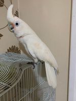 African Grey Parrot Birds for sale in 290 Richard St, Martinsburg, WV 25404, USA. price: NA