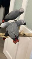African Grey Parrot Birds for sale in Charlotte, NC, USA. price: NA