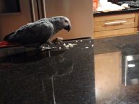 African Grey Parrot Birds for sale in Grand Rapids, MI, USA. price: NA
