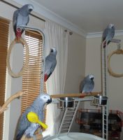 African Grey Parrot Birds for sale in Brooklyn, NY 11231, USA. price: NA