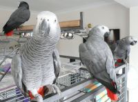 African Grey Parrot Birds for sale in Albany, NY 12205, USA. price: NA