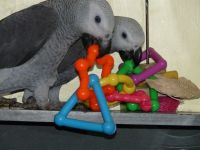 African Grey Parrot Birds for sale in Albany, NY 12205, USA. price: NA