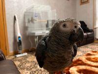 African Grey Parrot Birds for sale in Chapin, SC 29036, USA. price: NA
