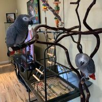 African Grey Parrot Birds for sale in Waunakee, WI 53597, USA. price: NA