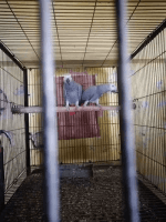 African Grey Parrot Birds for sale in Montgomery, AL 36123, USA. price: NA