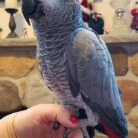 African Grey Parrot Birds for sale in Chicago, IL, USA. price: $1,000