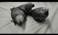 African Grey Parrot Birds for sale in Idaho Falls, ID 83402, USA. price: $475
