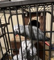 African Grey Parrot Birds for sale in SPFLD (LONG), MA 01106, USA. price: $500