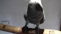 African Grey Parrot Birds for sale in Ardmore, AL 35739, USA. price: $500