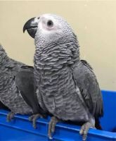 African Grey Parrot Birds for sale in New York, NY, USA. price: $4,300