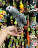 African Grey Parrot Birds for sale in New York, NY, USA. price: $850