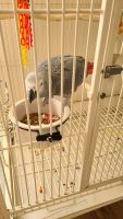 African Grey Parrot Birds for sale in Aurora, CO, USA. price: $3,900