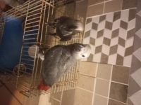 African Grey Parrot Birds for sale in Strand, Western Cape. price: 10,000 ZAR