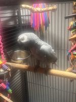 African Grey Parrot Birds for sale in Surprise, Arizona. price: $2,500