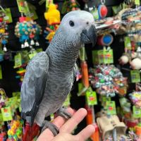 African Grey Parrot Birds for sale in Miami, FL, USA. price: $1,000