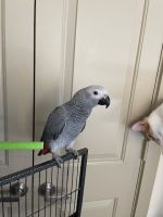 African Grey Parrot Birds for sale in San Antonio, Texas. price: $4,500