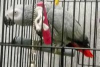 African Grey Parrot Birds for sale in Miami, Florida. price: $500