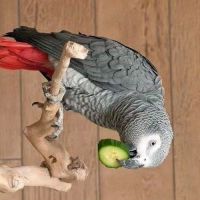African Grey Parrot Birds for sale in Miami, Florida. price: $600