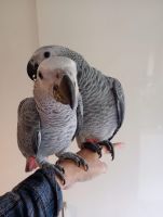 African Grey Parrot Birds for sale in Los Angeles, California. price: $250