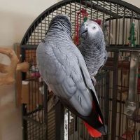 African Grey Parrot Birds for sale in New York City, New York. price: $1,000
