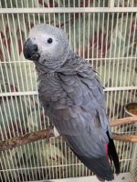 African Grey Parrot Birds for sale in Boston, Massachusetts. price: $621