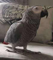 African Grey Parrot Birds for sale in Boston, Massachusetts. price: $618