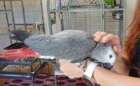 African Grey Parrot Birds for sale in Almont, Michigan. price: $460