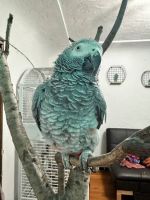 African Grey Parrot Birds for sale in Little Rock, Arkansas. price: $532