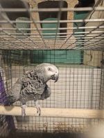 African Grey Parrot Birds for sale in Seattle, Washington. price: $515