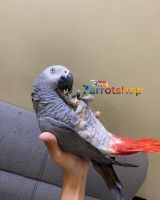 African Grey Parrot Birds for sale in Allison Park, Pennsylvania. price: $1,000