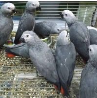 African Grey Parrot Birds for sale in Chesapeake, Virginia. price: NA