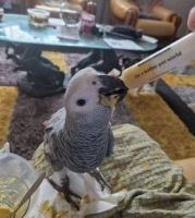 African Grey Parrot Birds for sale in Detroit, Michigan. price: $470