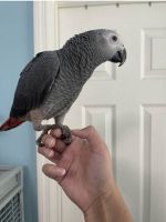 African Grey Parrot Birds for sale in Portland, Oregon. price: $499