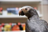 African Grey Parrot Birds for sale in California City, California. price: $600