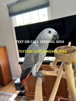 African Grey Parrot Birds for sale in Cypress, California. price: $1,000