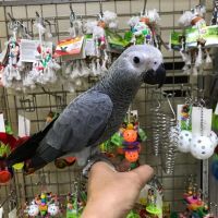 African Grey Parrot Birds for sale in Apollo Beach, Florida. price: $450