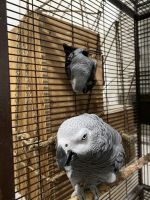 African Grey Parrot Birds for sale in Sacramento, California. price: $2,500