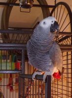 African Grey Parrot Birds for sale in Cincinnati, Ohio. price: $1,500