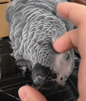 African Grey Parrot Birds for sale in Barium Springs, North Carolina. price: NA