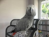African Grey Parrot Birds for sale in Sacramento, California. price: $2,500