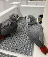 African Grey Parrot Birds for sale in Great Falls, Virginia. price: $650