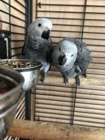 African Grey Parrot Birds for sale in Los Angeles, California. price: $350